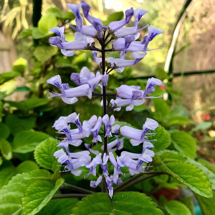 Plant image Plectranthus zuluensis