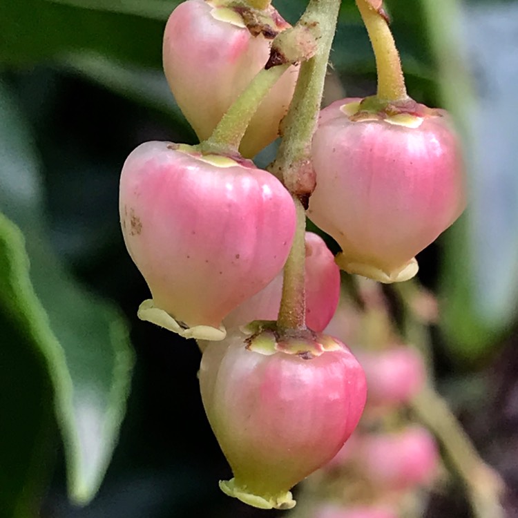 Plant image Arbutus 'Marina'