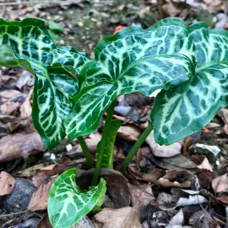 Plant image Arum italicum 'Pictum'