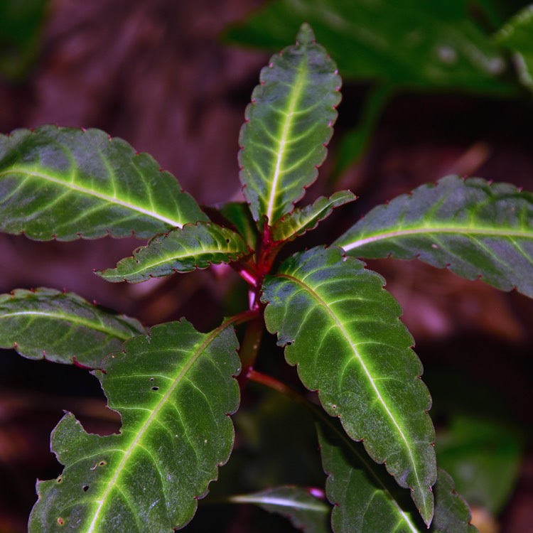 Plant image Impatiens omeiana