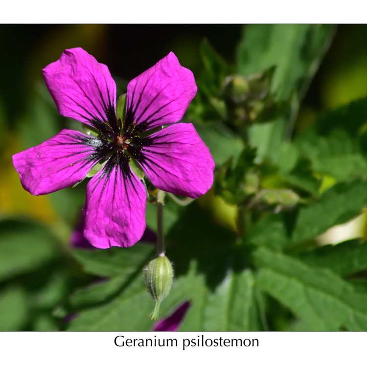 Plant image Geranium psilostemon