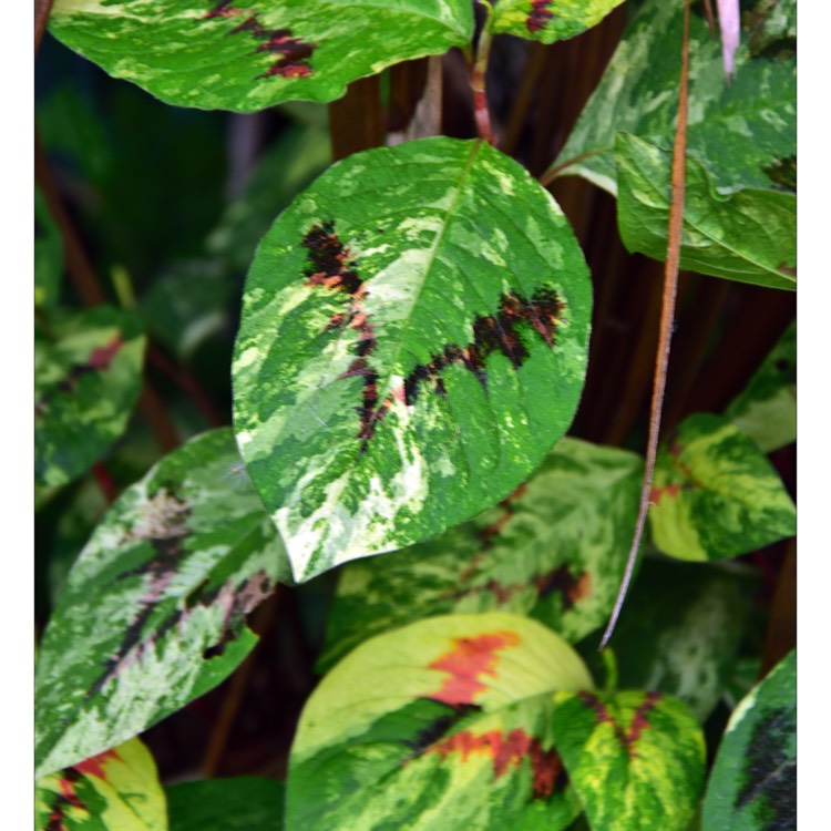 Plant image Persicaria virginiana var. filiformis 'Painter's Palette'