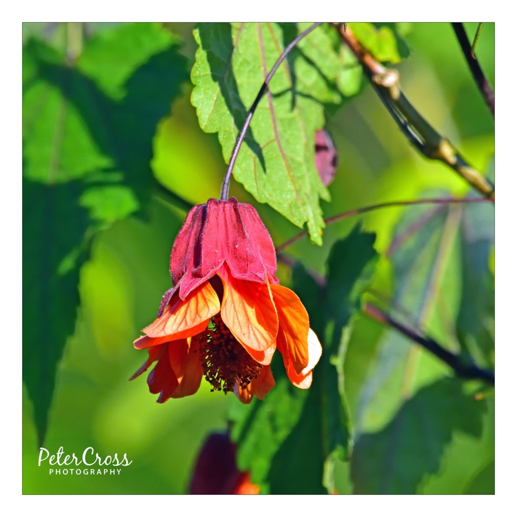 Plant image Abutilon x milleri