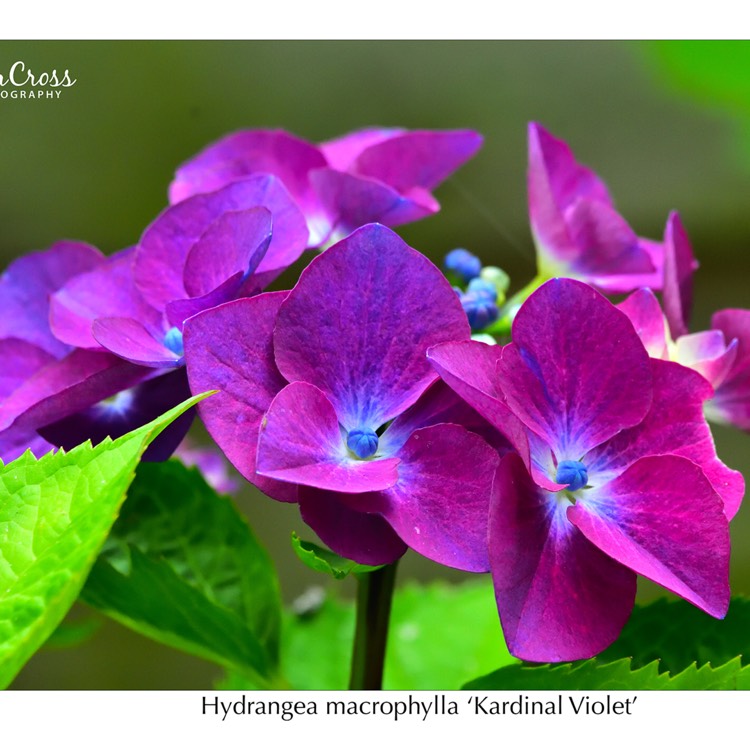 Plant image Hydrangea macrophylla 'Kardinal Violet'