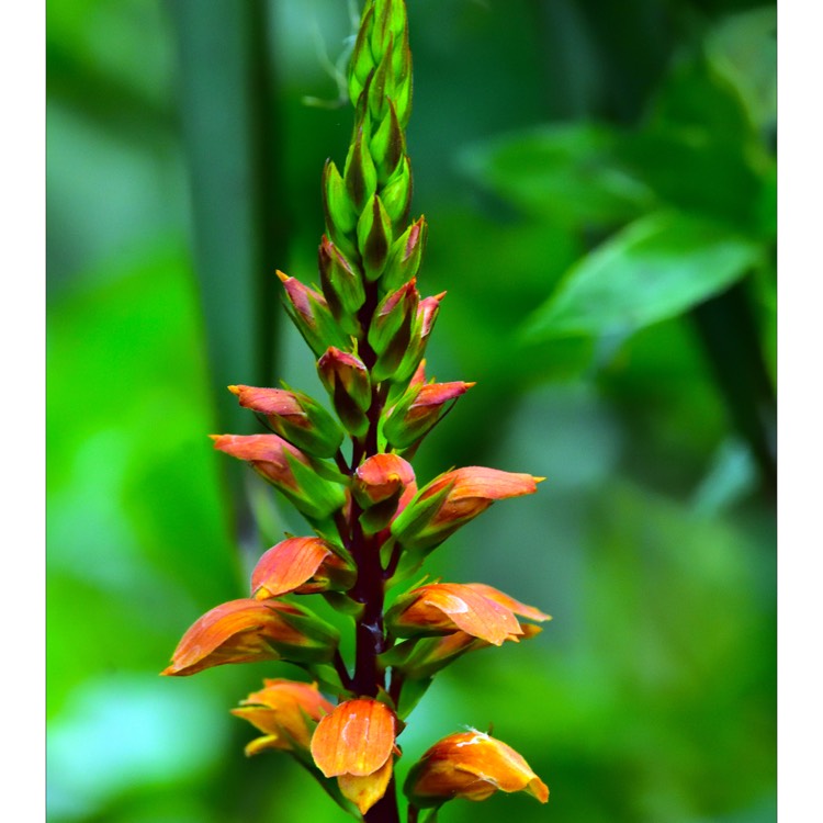 Plant image Digitalis canariensis syn. Isoplexis canariensis