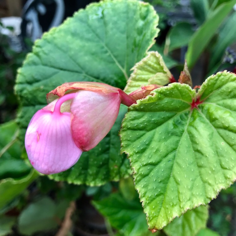 Plant image Begonia grandis 'Heron's Pirouette'