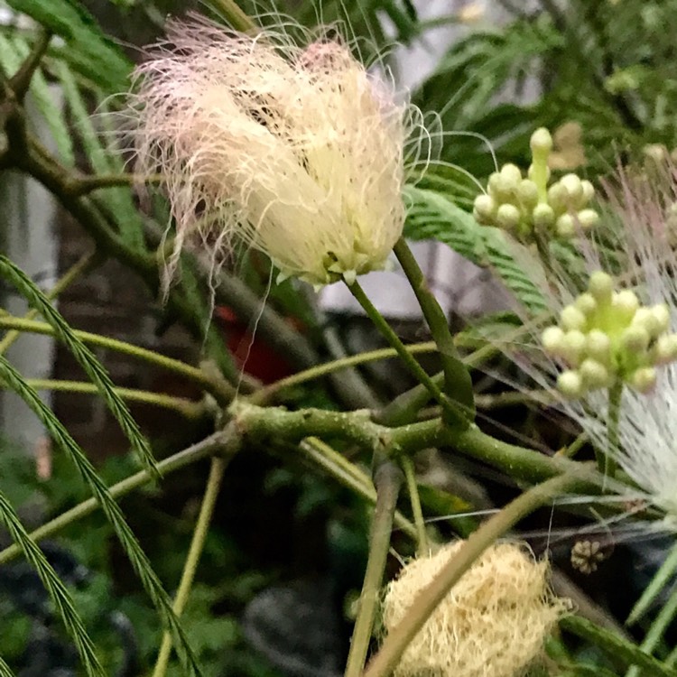 Plant image Albizia julibrissin f. rosea