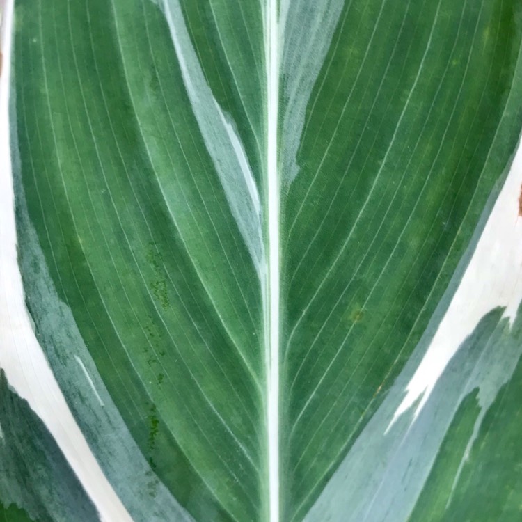 Plant image Canna 'Stuttgart'