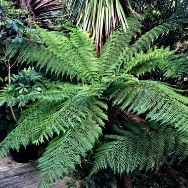 Dicksonia antarctica