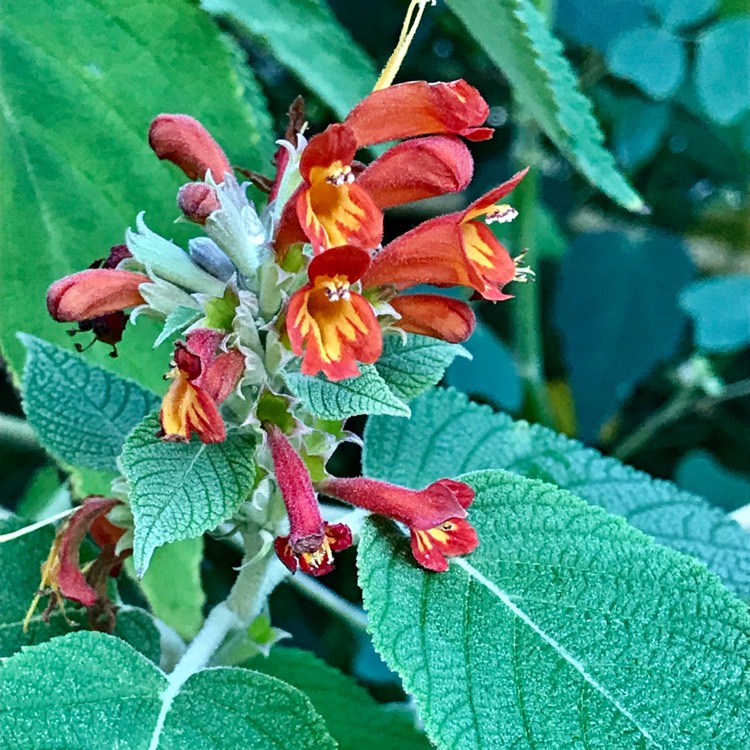 Plant image Colquhounia coccinea