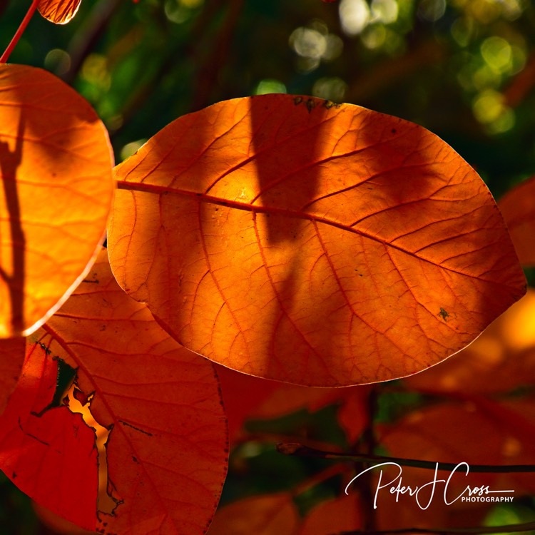 Plant image Cotinus 'Grace'