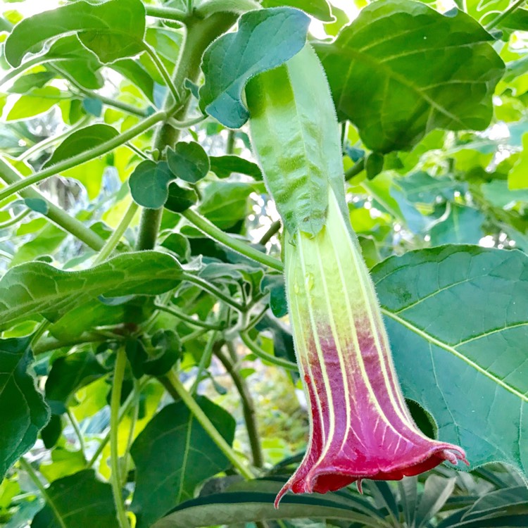 Plant image Brugmansia sanguinea