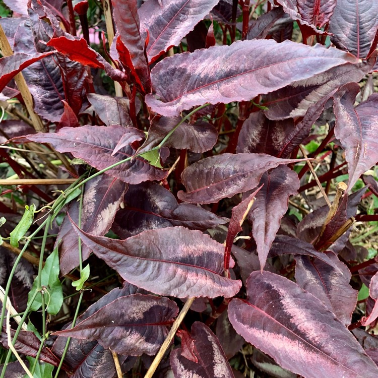 Plant image Persicaria microcephala 'Red Dragon'