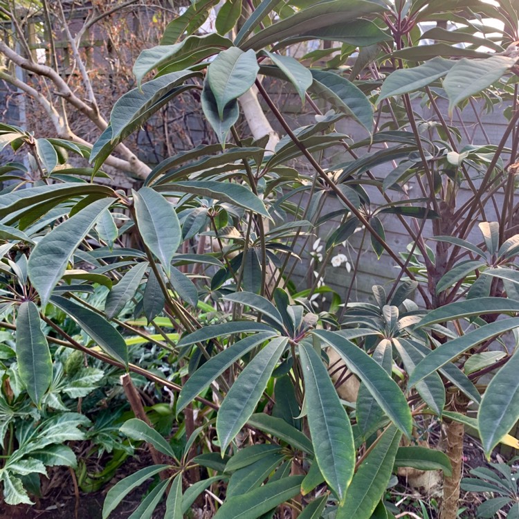 Plant image Schefflera rhododendrifolia