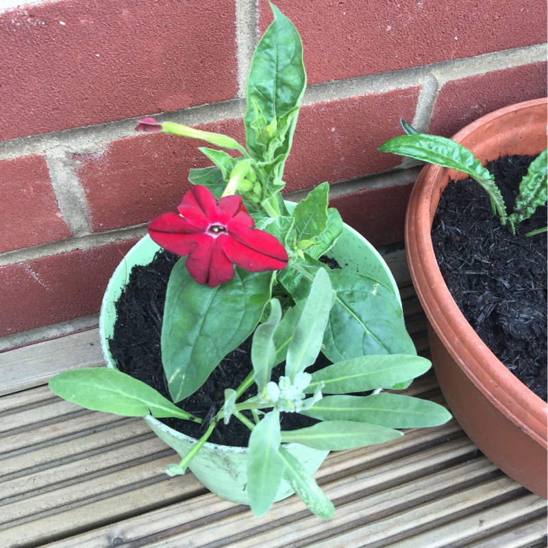 Flowering Tobacco