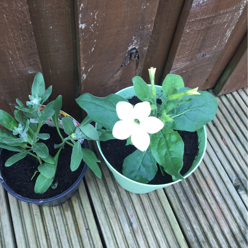 Flowering Tobacco