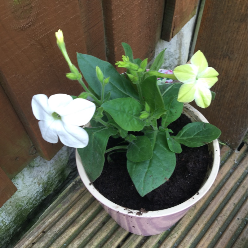 Flowering Tobacco