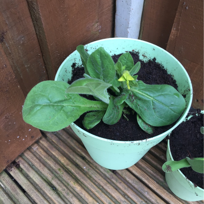 Flowering Tobacco