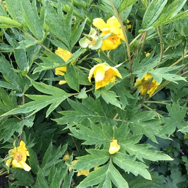 Yellow Delavay Peony