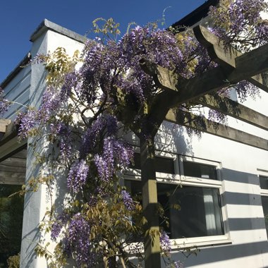 Japanese Wisteria