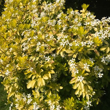 Golden Mexican Orange Blossom 'Sundance'