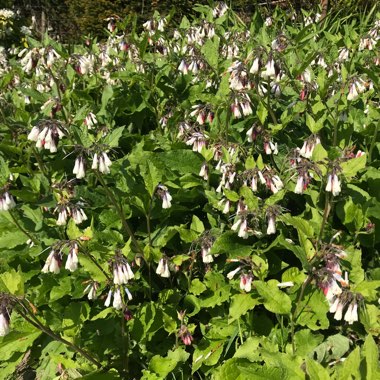 Comfrey 'Hidcote Blue'