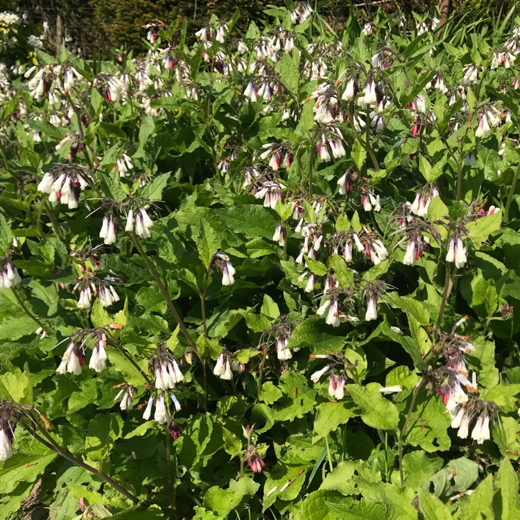 Plant image Symphytum 'Hidcote Blue'