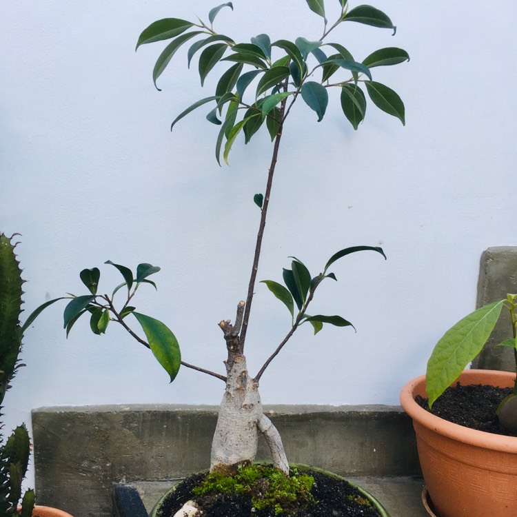 Plant image Ficus formosana (Bonsai)