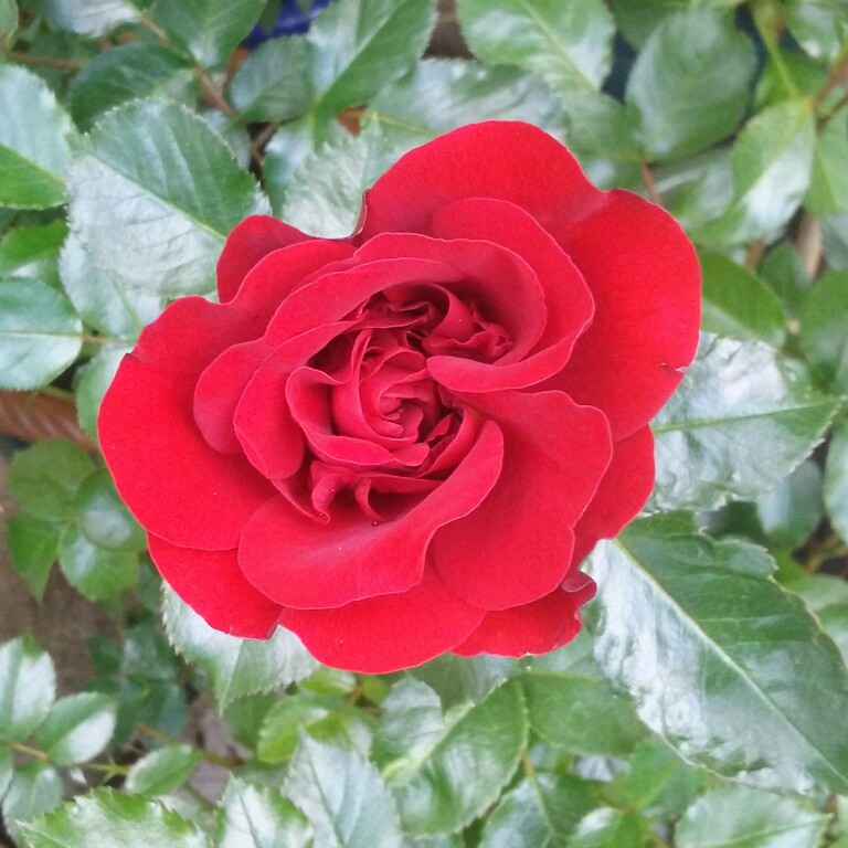 Plant image Rosa 'Ruby Anniversary'