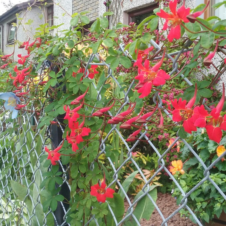 Plant image Tropaeolum speciosum