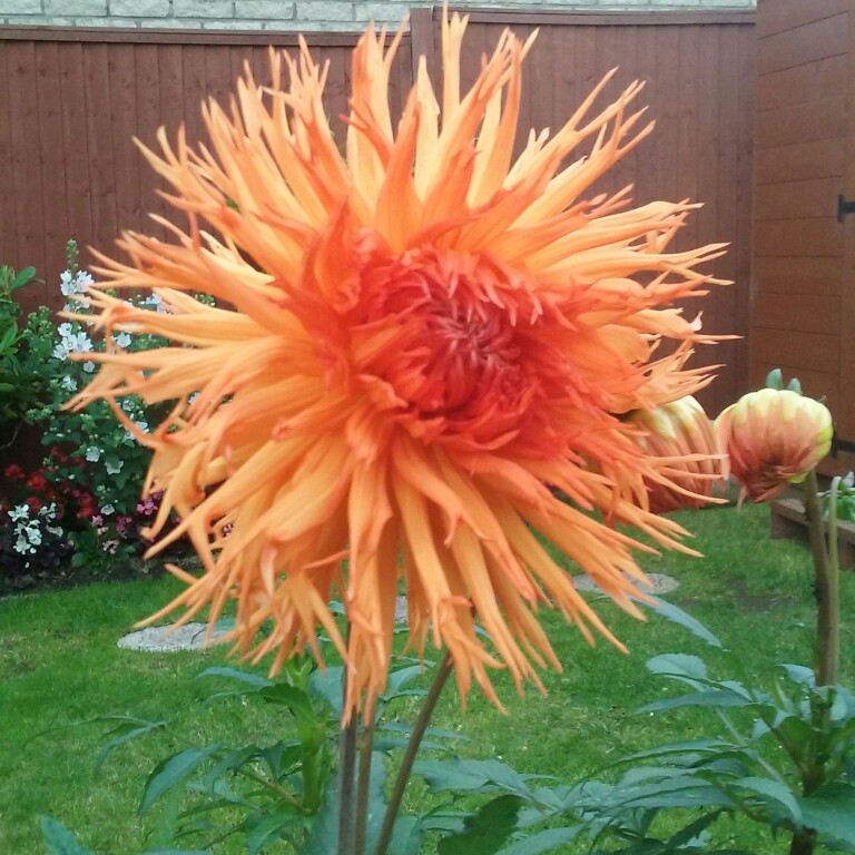 Plant image Dahlia 'Mel's Orange Marmalade'