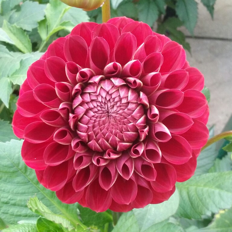 Plant image Dahlia 'Boom Boom Red'