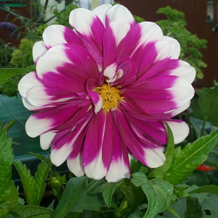 Plant image Dahlia 'Edinburgh'