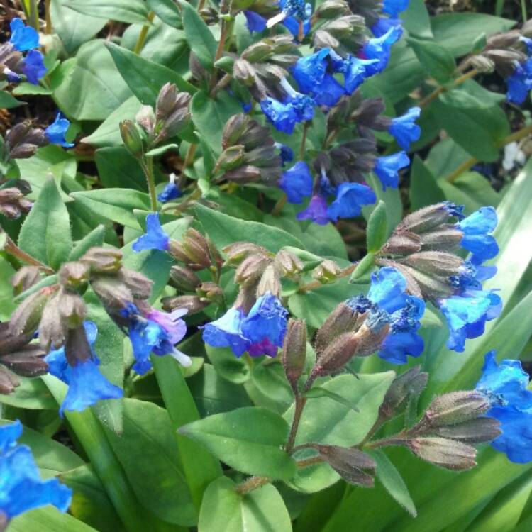 Pulmonaria 'Blue Ensign', Lungwort 'Blue Ensign' - uploaded by @peter-w