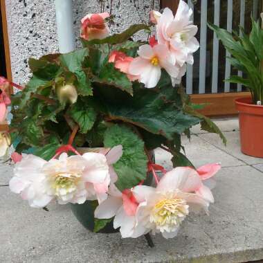 Tuberous Begonia 'Angelique'