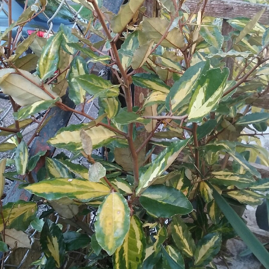 Plant image Elaeagnus pungens 'Maculata'