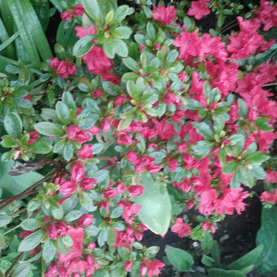 Plant image Rhododendron (Aronense Group) 'Satschiko' syn. Rhododendron 'Geisha Orange'