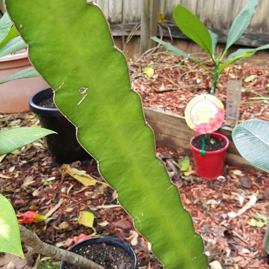 Dragon Fruit Cactus