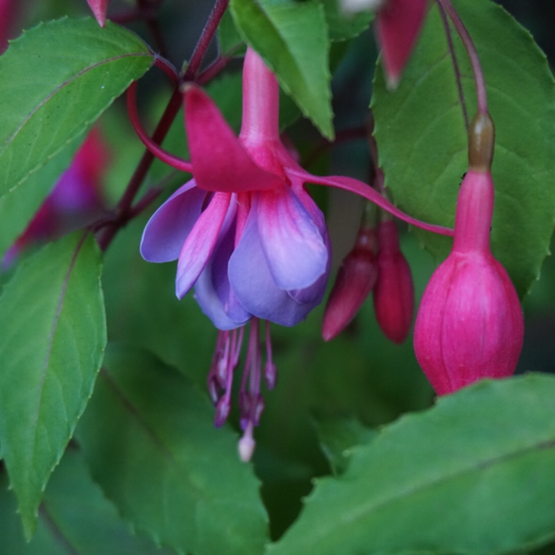 Plant image Fuchsia