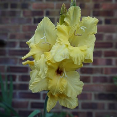 Gladiolus