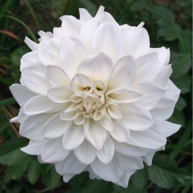 Dahlia