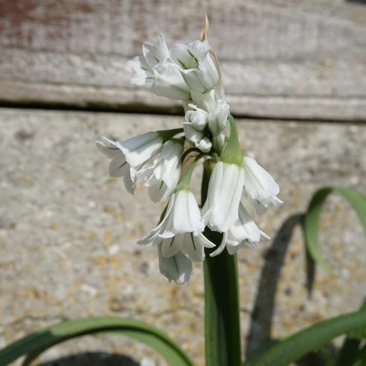 Plant image Allium triquetrum