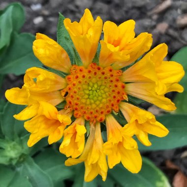 Gaillardia x grandiflora 'Moxie' syn. Gaillardia 'Moxie'