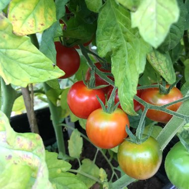 Solanum Lycopersicum var. cerasiforme 'Sweetie'