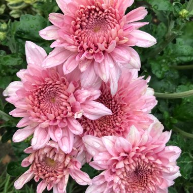 Chrysanthemum 'Gompie Pink'