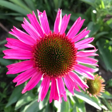 Echinacea 'Noortdeli' syn. Echinacea 'Delicious Candy'