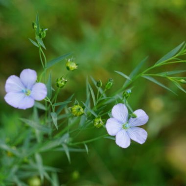 Linum usitatissimum