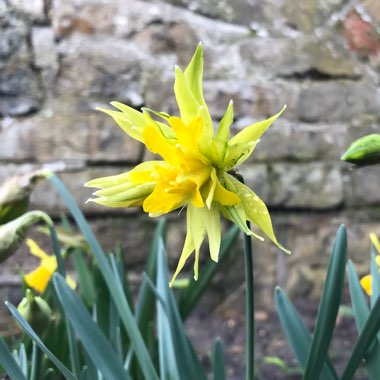 Narcissus 'Rip van Winkle' syn. Narcissus 'Plenus'