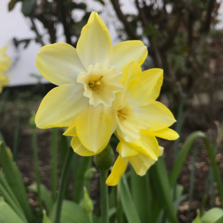 Plant image Narcissus 'Pipit'