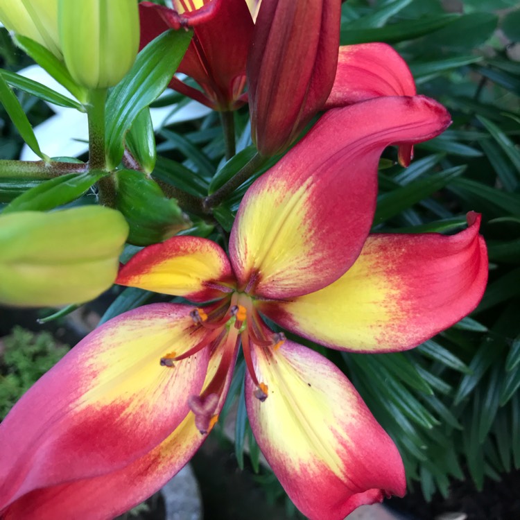 Plant image Lilium 'Majestic Joy'